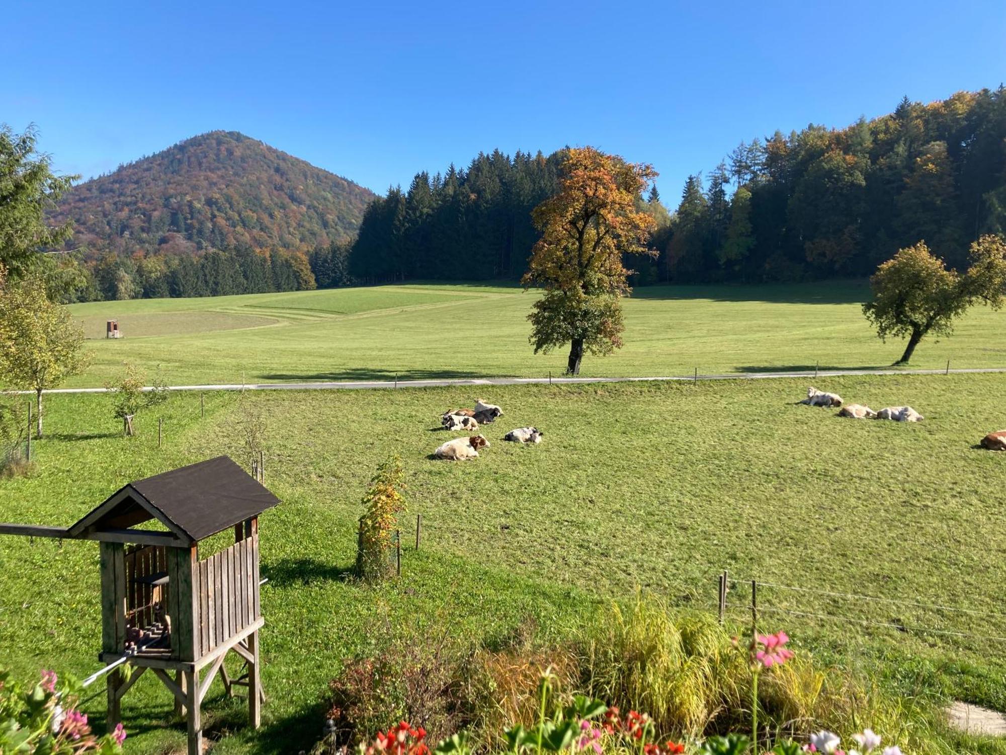 Obereggut Διαμέρισμα Hof bei Salzburg Εξωτερικό φωτογραφία