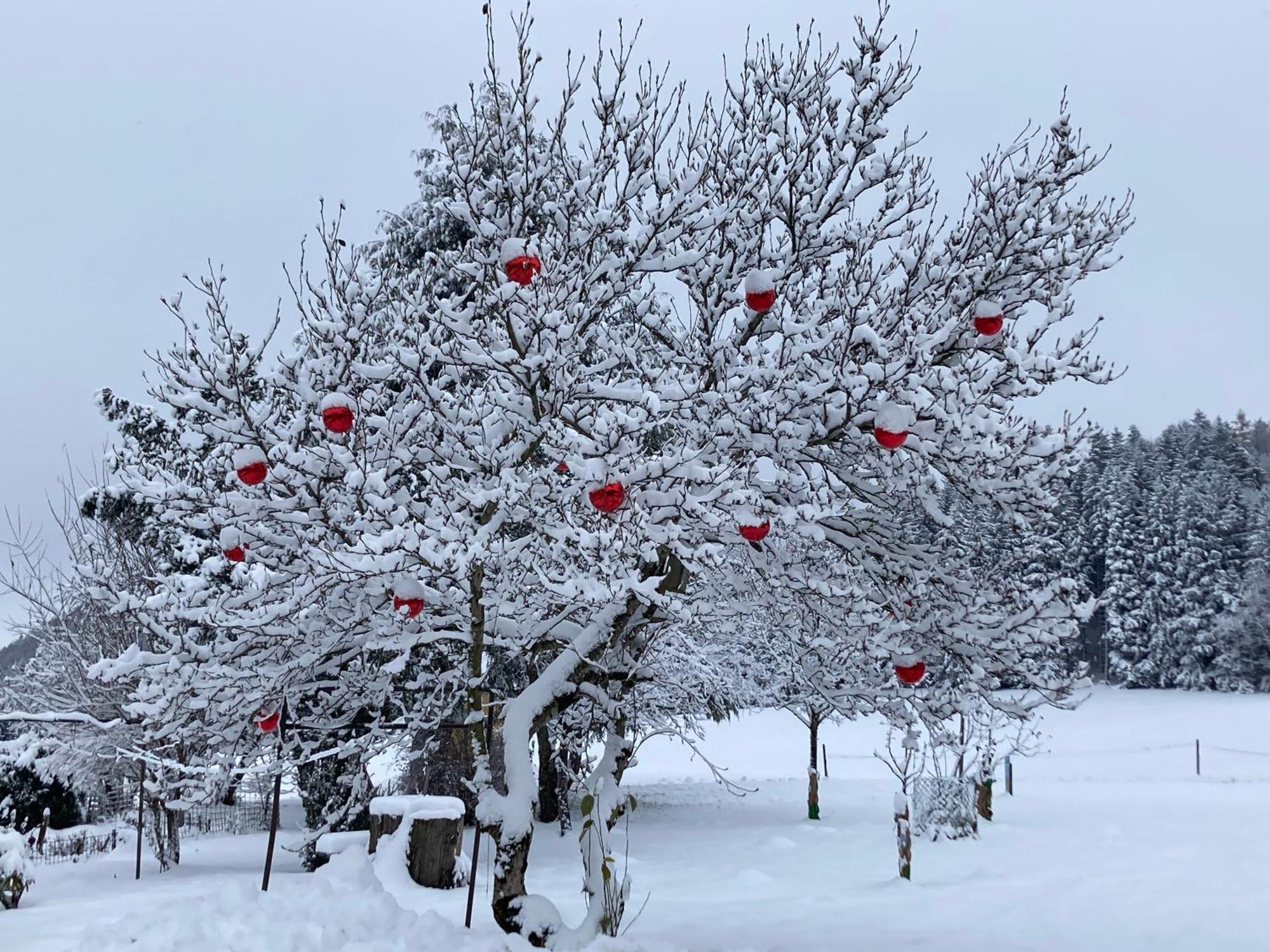 Obereggut Διαμέρισμα Hof bei Salzburg Εξωτερικό φωτογραφία