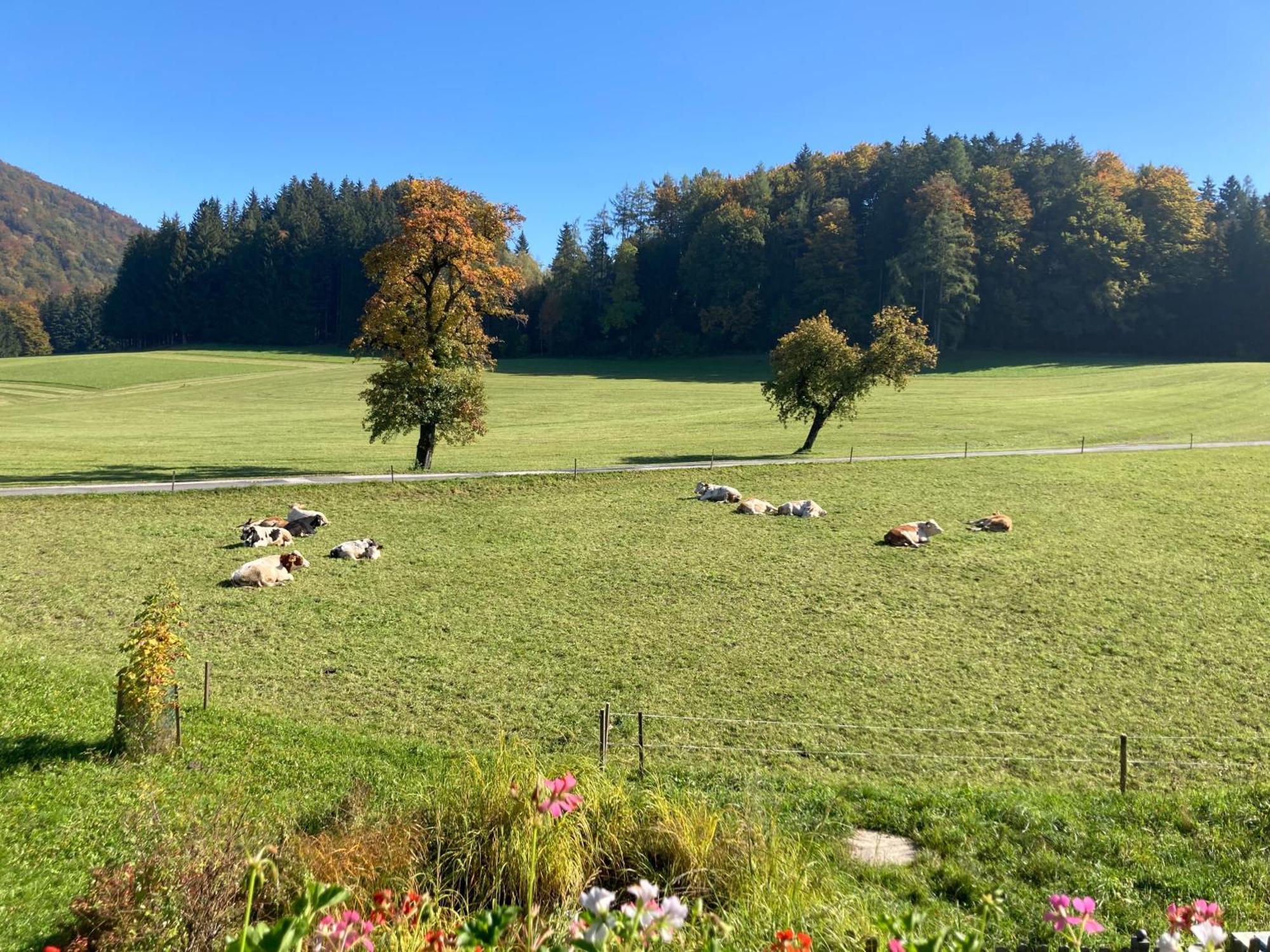 Obereggut Διαμέρισμα Hof bei Salzburg Εξωτερικό φωτογραφία